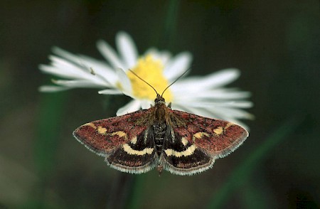 Pyrausta purpuralis