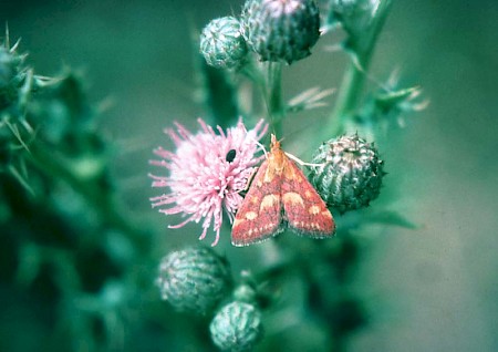 Pyrausta purpuralis