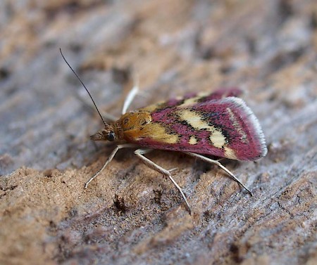 Pyrausta ostrinalis