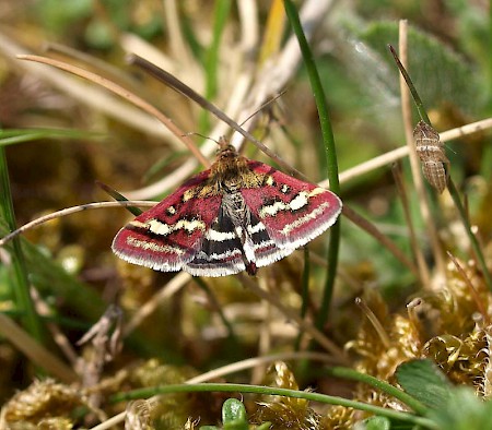 Pyrausta ostrinalis