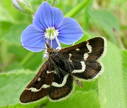 Adult • Headley Warren, Surrey • © Malcolm Bridge