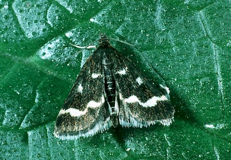 Pyrausta nigrata