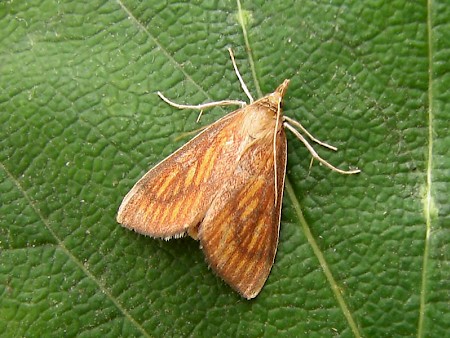 Nascia cilialis