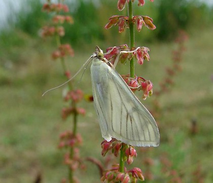 Adult • Attenborough NR, Nottinghamshire • © Ingeborg M. M. van Leeuwen