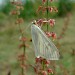 Adult • Attenborough NR, Nottinghamshire • © Ingeborg M. M. van Leeuwen