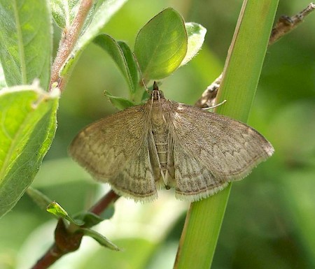 Anania fuscalis