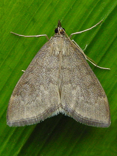 Anania fuscalis