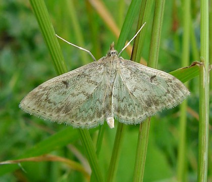 Adult • Attenborough NR, Nottinghamshire • © Ingeborg M. M. van Leeuwen