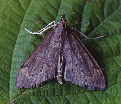 Adult • Gait Barrows NNR, Lancashire • © Ian Kimber