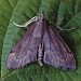 Adult • Gait Barrows NNR, Lancashire • © Ian Kimber