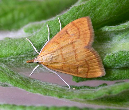 Adult • Reared from larva. Rixton, Cheshire • © Ben Smart