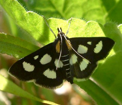 Adult • Gait Barrows NNR, Lancashire • © Rob Petley-Jones