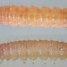 Larva, pre-pupation • Rixton, Cheshire • © Ben Smart