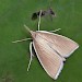 Adult • Luffenham Heath, Rutland, Leics; July • © Keith Tailby