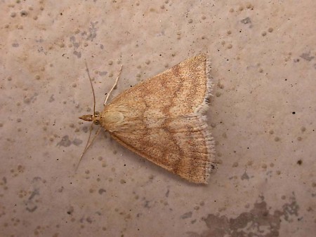 Psammotis pulveralis