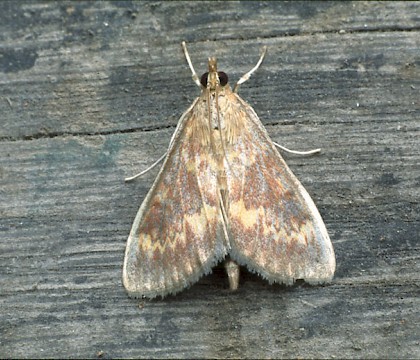 Adult • Boise Penchot, Southern France • © Rob Petley-Jones