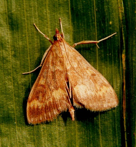 European Corn-borer Ostrinia nubilalis