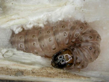 European Corn-borer Ostrinia nubilalis