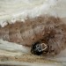 Larva • In stem of Artemisia vulgaris • © Bob Heckford