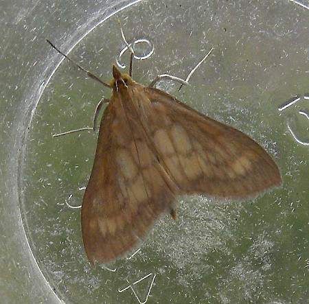 Bordered Pearl Paratalanta pandalis