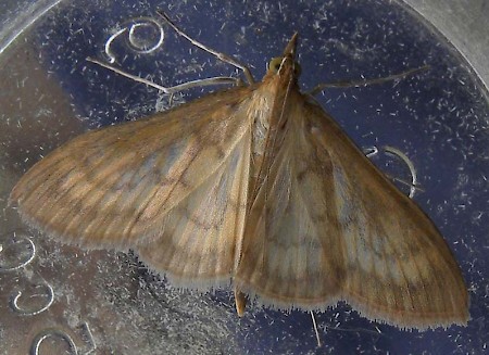 Bordered Pearl Paratalanta pandalis