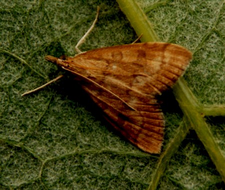 Udea fulvalis