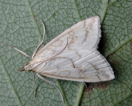 Udea lutealis