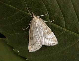 Udea lutealis