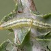 Larva • Littleborough, Lancs. • © Ian Kimber