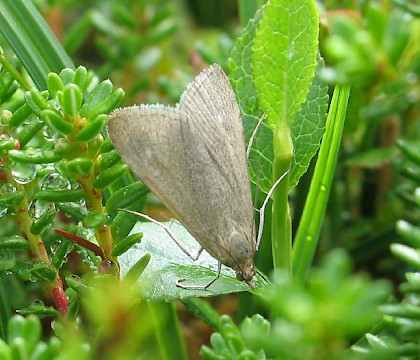 Adult • Inverness-shire • © M. Parsons/Butterfly Conservation