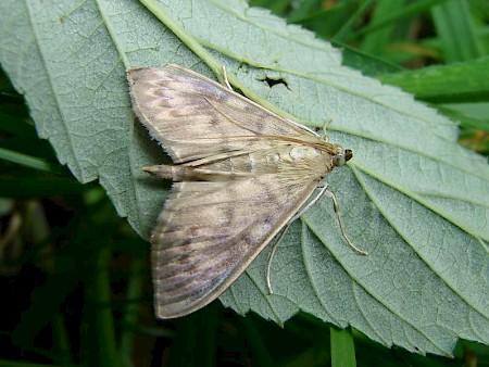 Mother of Pearl Pleuroptya ruralis