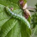 Larva • Birds Royd, W.Yorks • © Ian Kimber