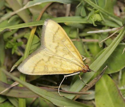 Adult • Oxfordshire • © Tristan Bantock