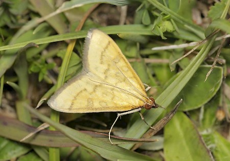 Mecyna flavalis