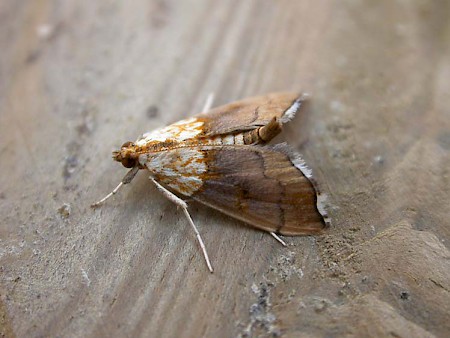 Agrotera nemoralis