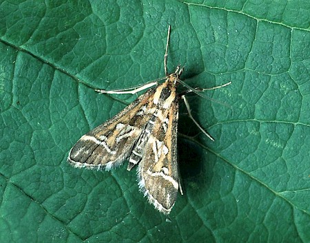 Diasemia reticularis