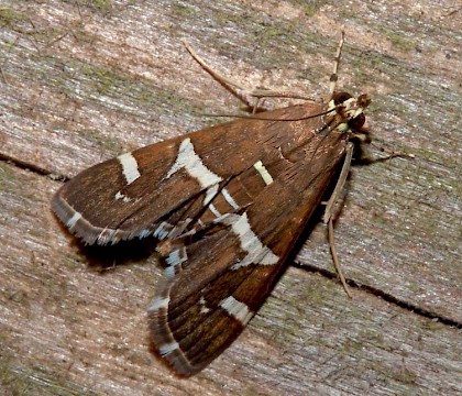 Adult • New Hutton, Cumbria • © Rob Petley-Jones