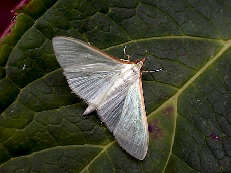 Palpita vitrealis