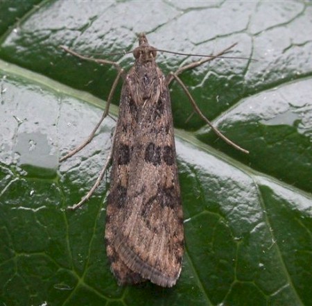 Rush Veneer Nomophila noctuella