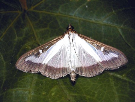 Box-tree Moth Cydalima perspectalis