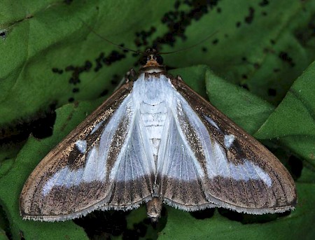 Box-tree Moth Cydalima perspectalis