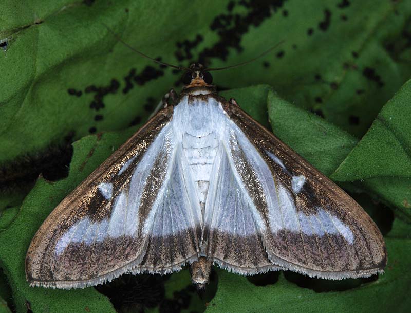 Box-tree Moth Adult | UKmoths
