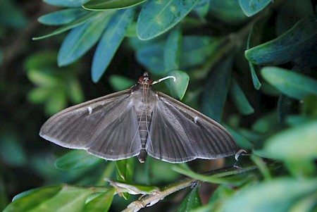 Box-tree Moth Cydalima perspectalis
