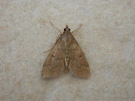 Grass Webworm Herpetogramma licarsisalis