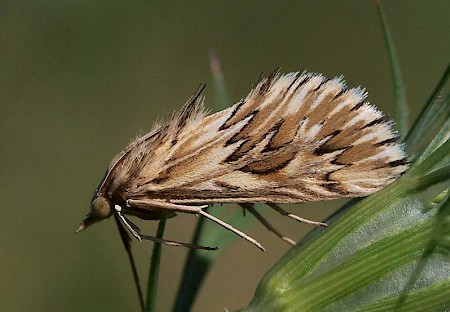 Cynaeda dentalis