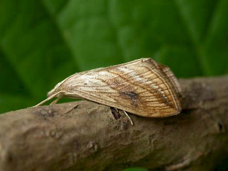 Garden Pebble Evergestis forficalis