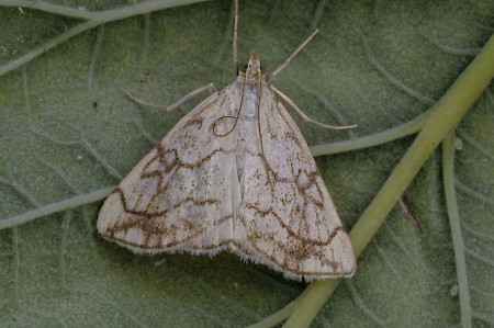 Evergestis pallidata