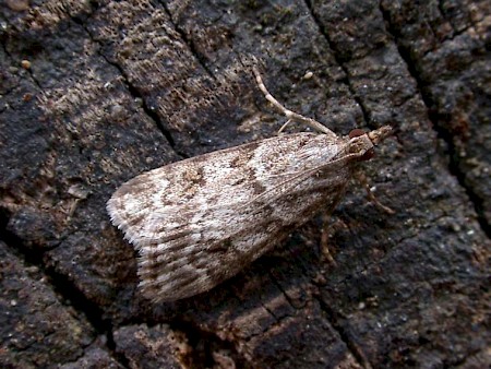 Scoparia ambigualis