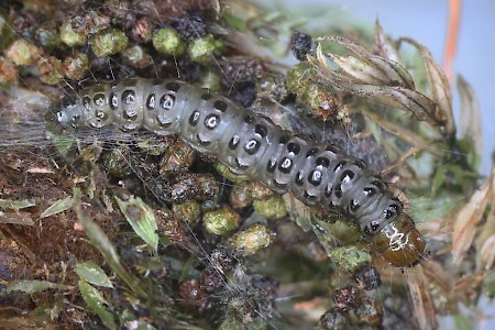 Scoparia ambigualis
