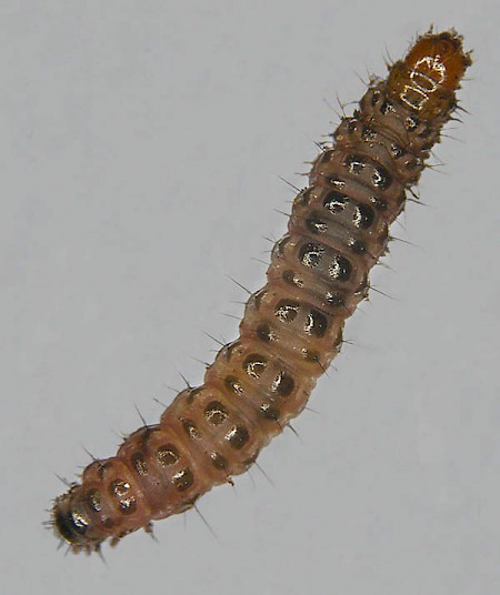 Scoparia pyralella